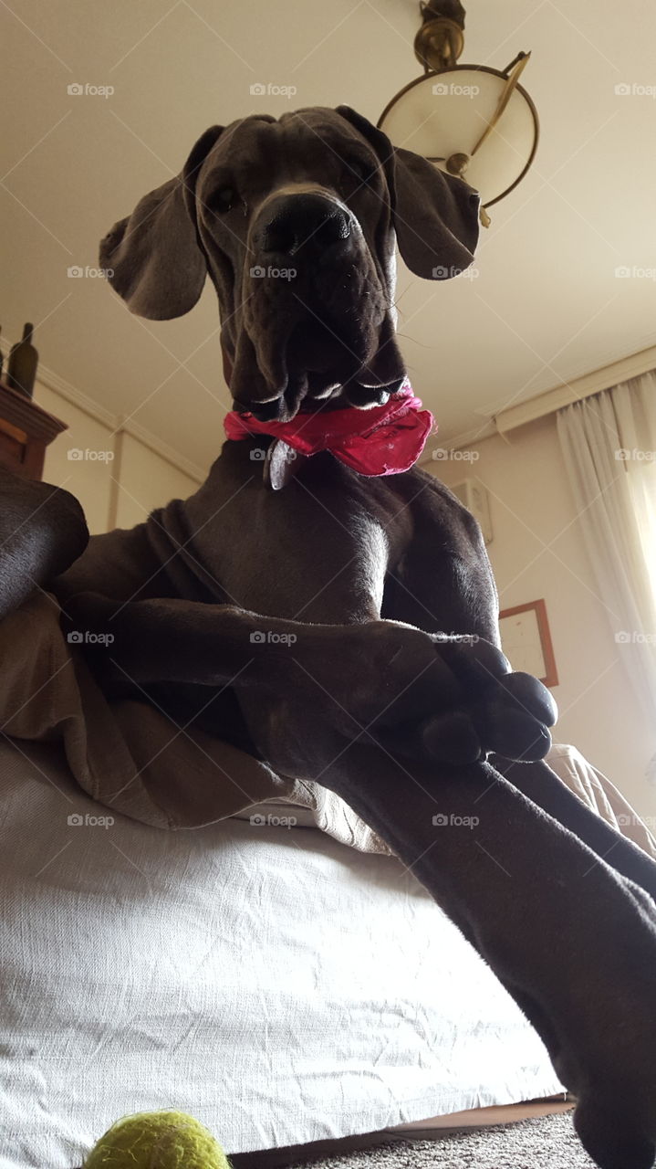 great dane