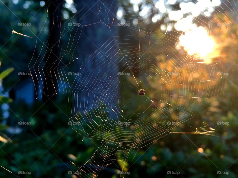 Sunset through the spiderweb.