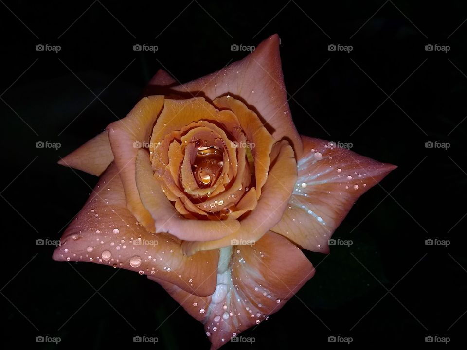Peach and white rose with raindrops in the dark night