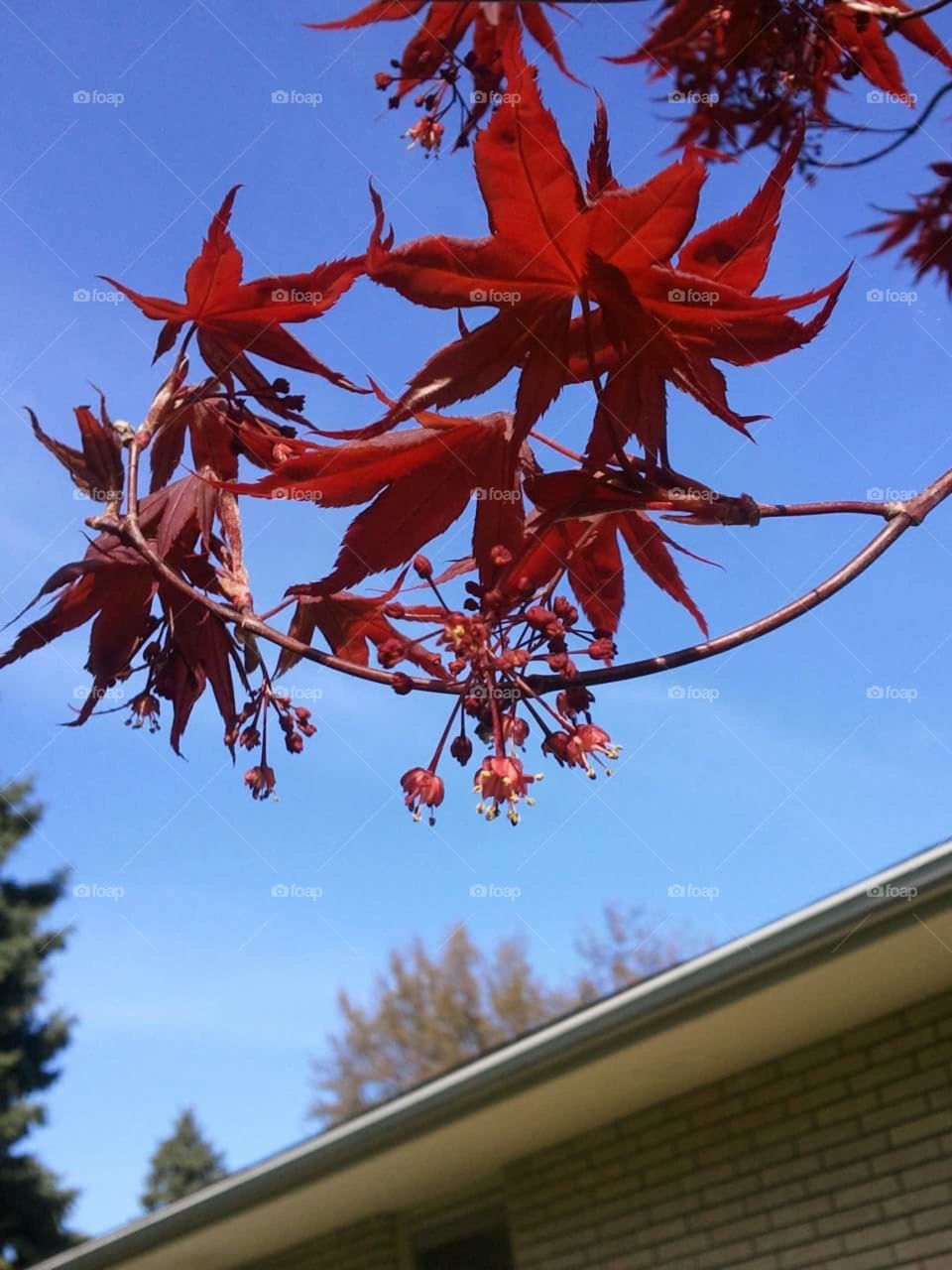 red Japanese maple