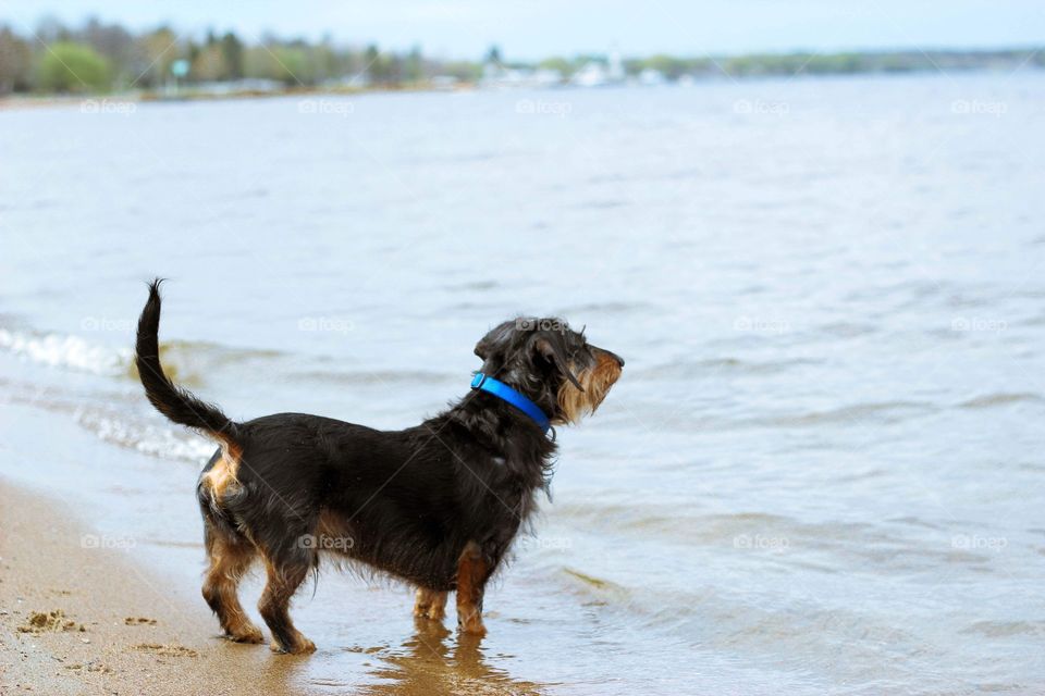 Small dog looking out at the water on a beach in summer
