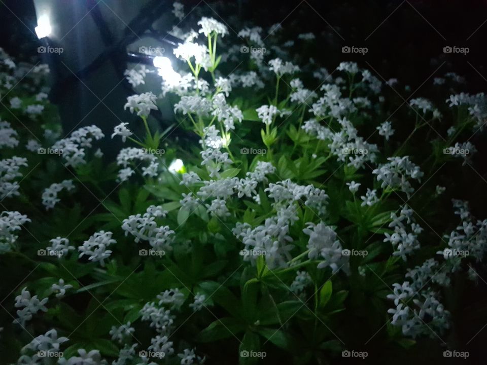 night flowers