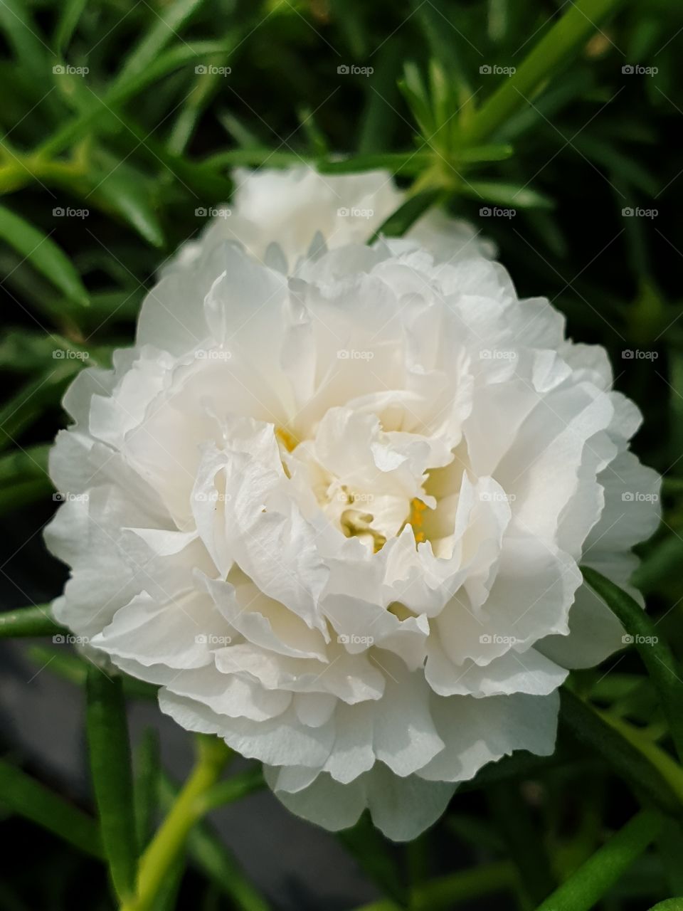 my beautiful Portulaca grandiflora