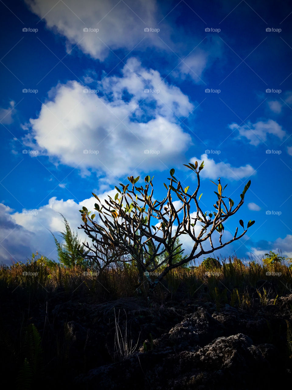 Plumeria tree reaching for the clouds