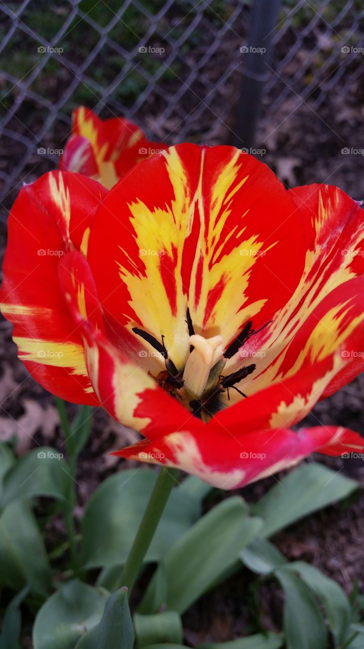 Fire tulip. In the yard
