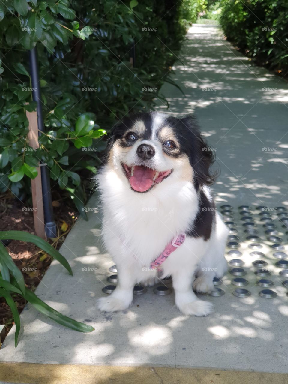 Happy Dog outdoors