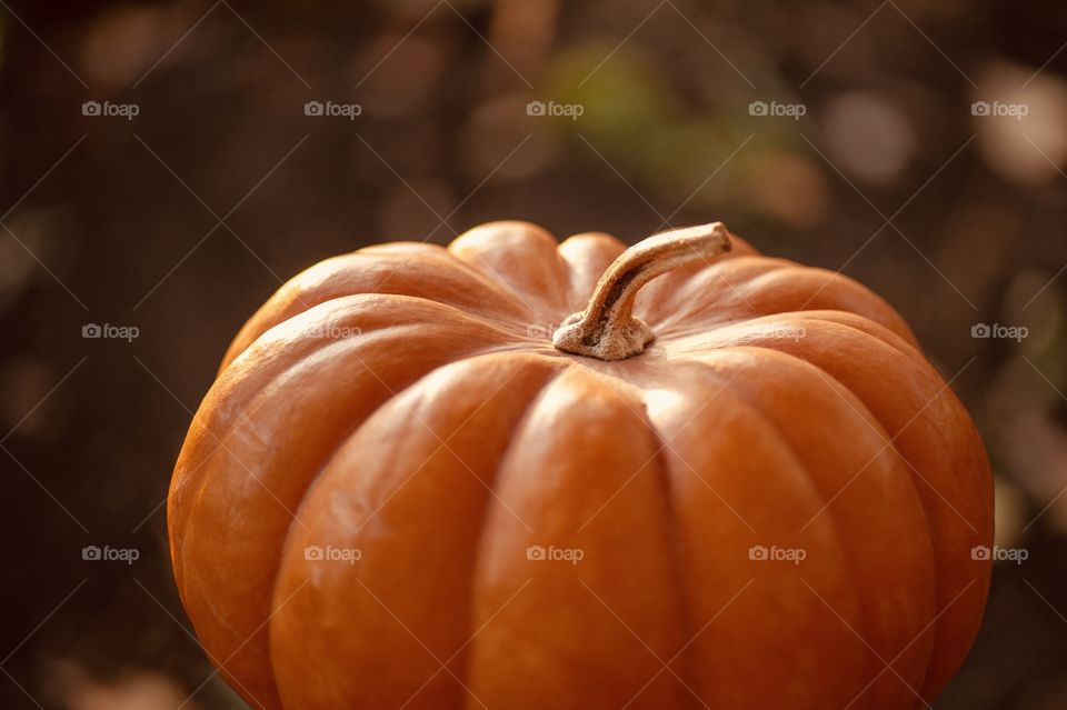 autumn harvest beautiful orange pumpkin