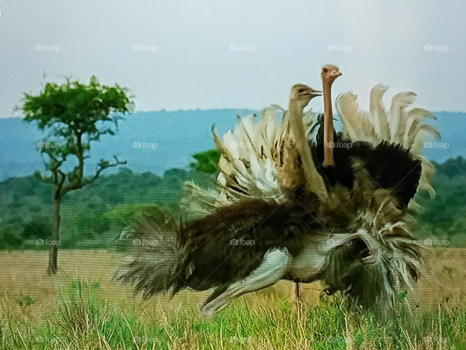 two ostrich