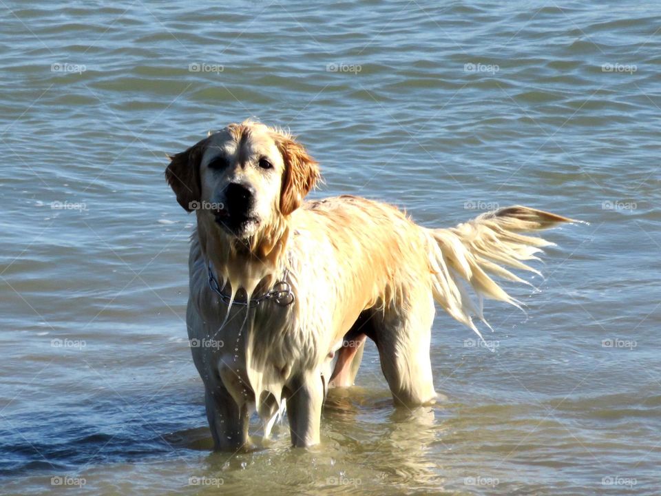 golden retriever