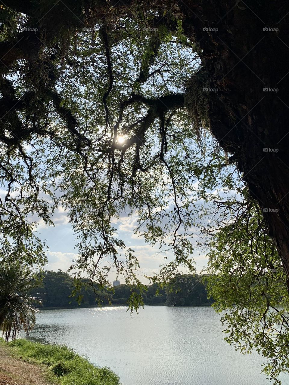 Lake in Ibirapuera Park, São Paulo