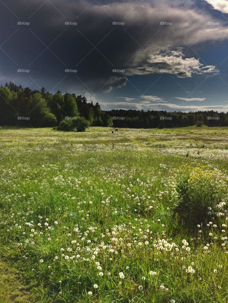 landscape field nature grass by miss_falcon