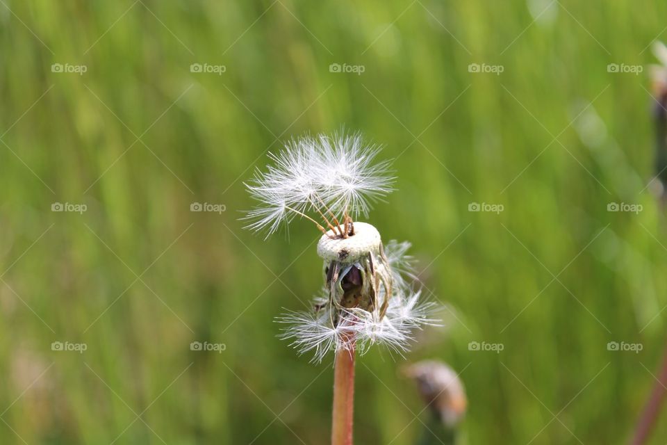 dandelion macro white grass by mathilde