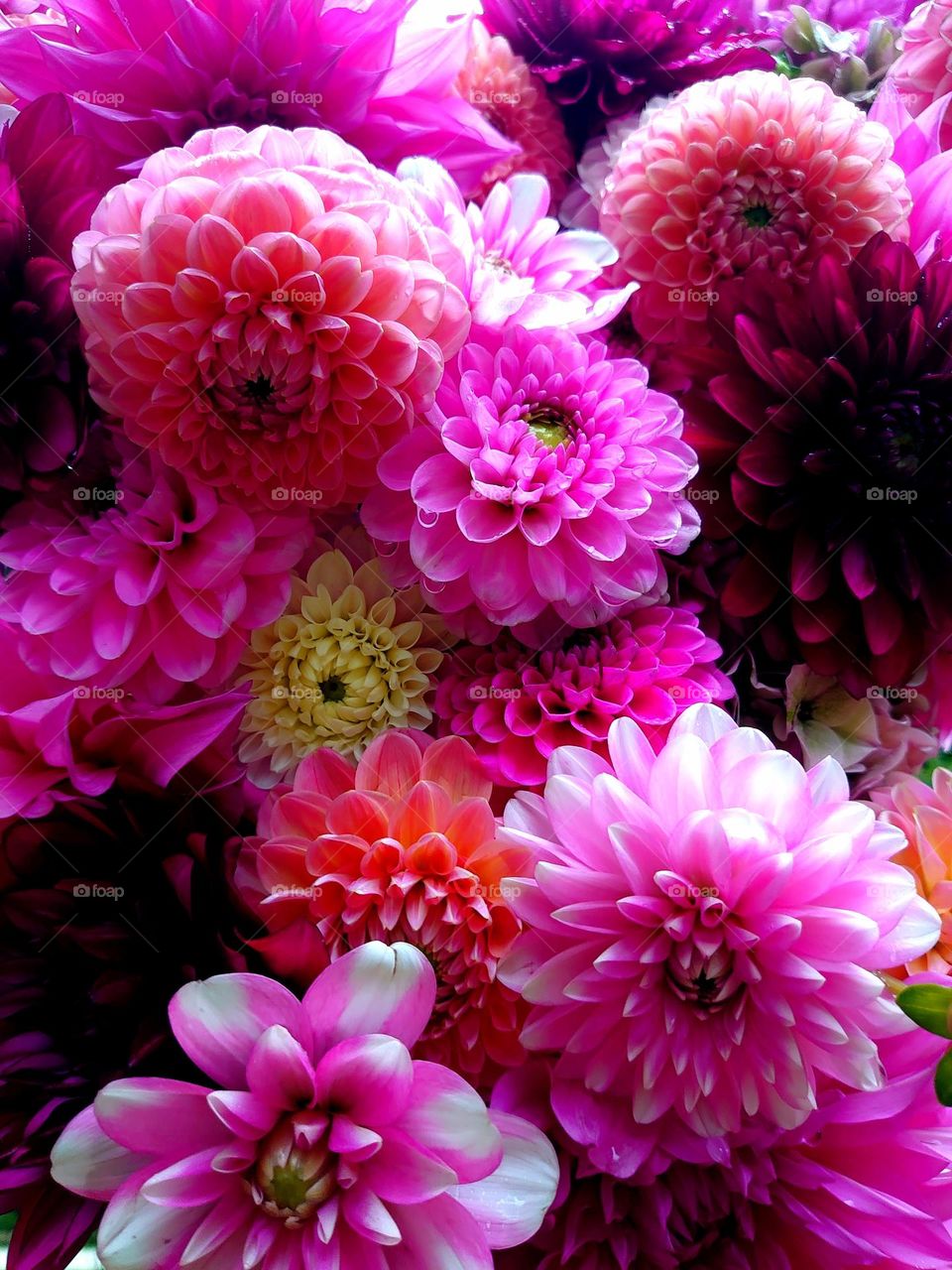 All different Dahlia's