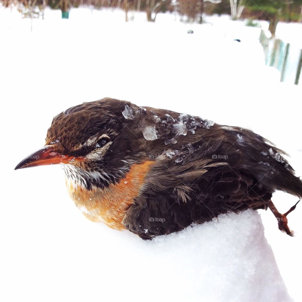 Winter kill Robin