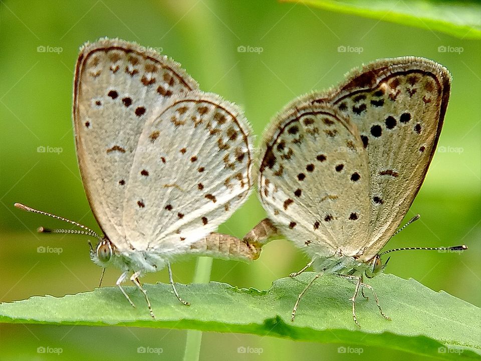 Mating moment of butterfly