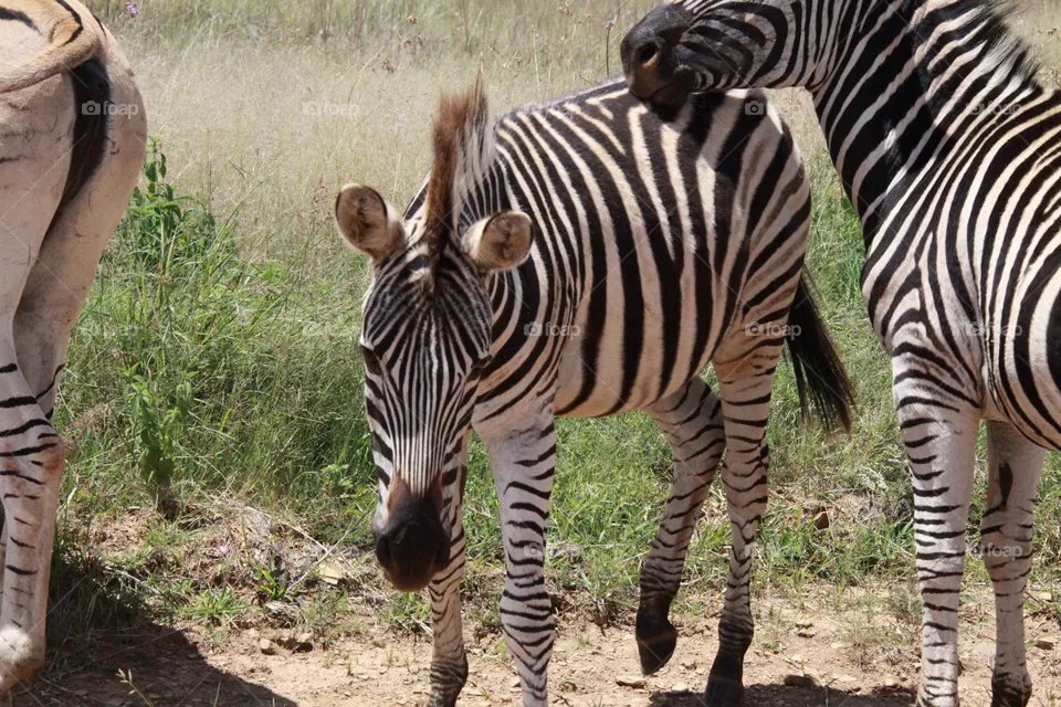 Zebra baby