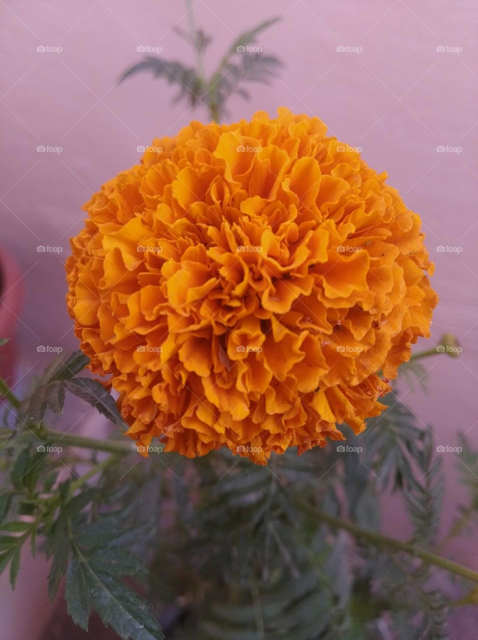 marigold flower yellow in colour looks very beautiful generally found everywhere fresh seasonal