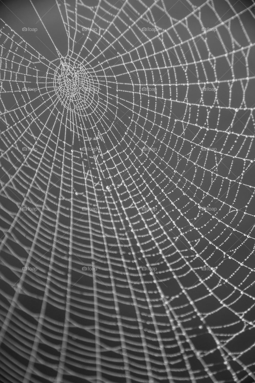 Spider web and dew 