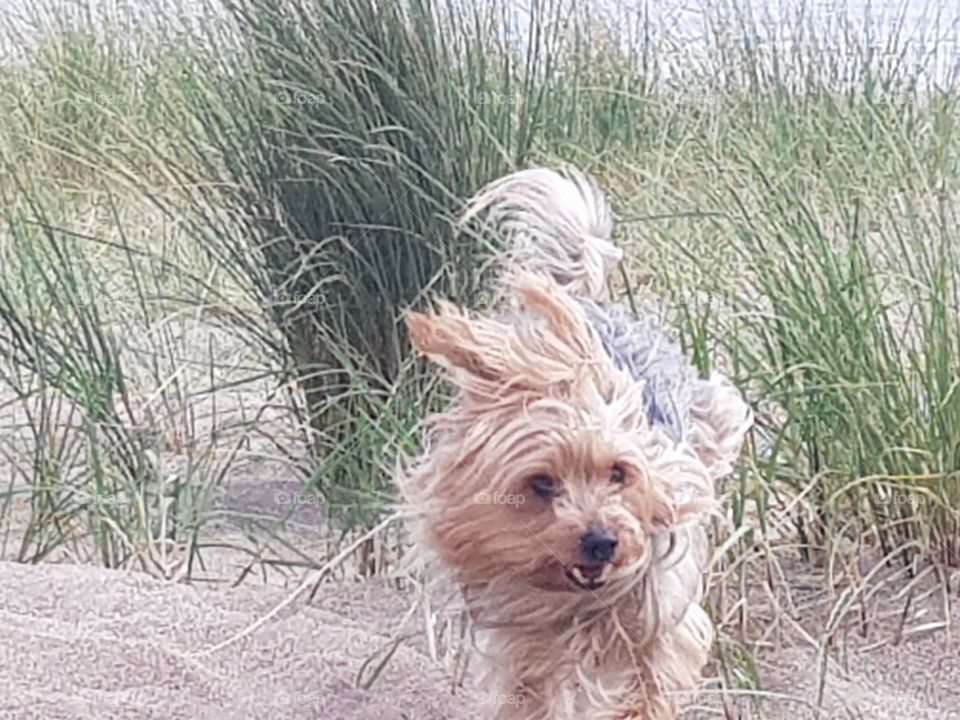 Small Yorkshire terrier runs through each grass, caught in action.