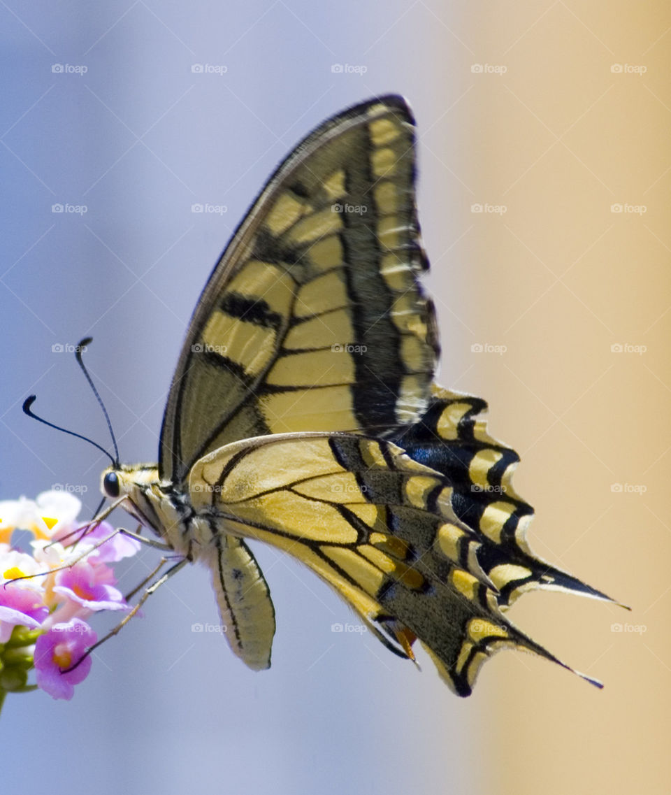 Papilio machaon