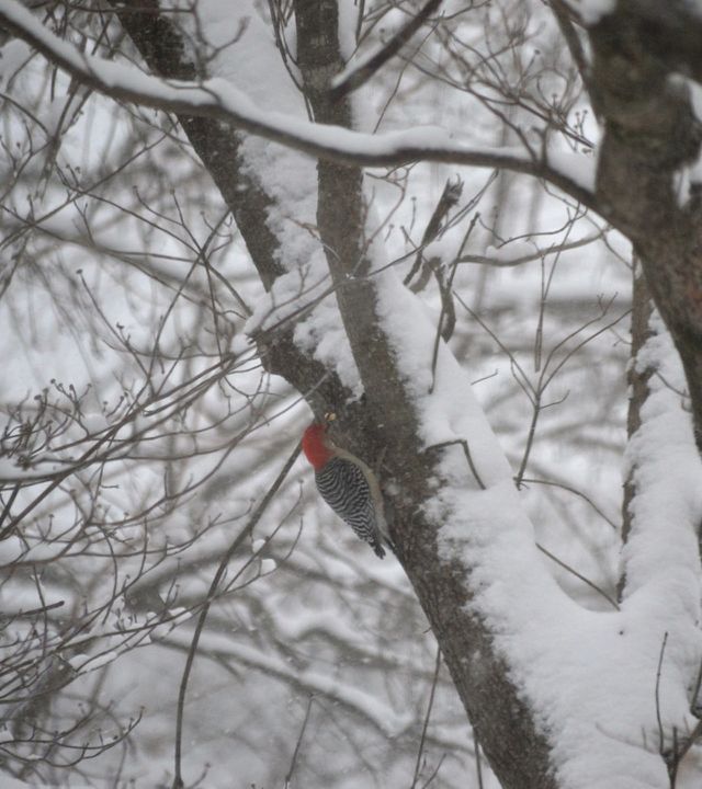birds in snow