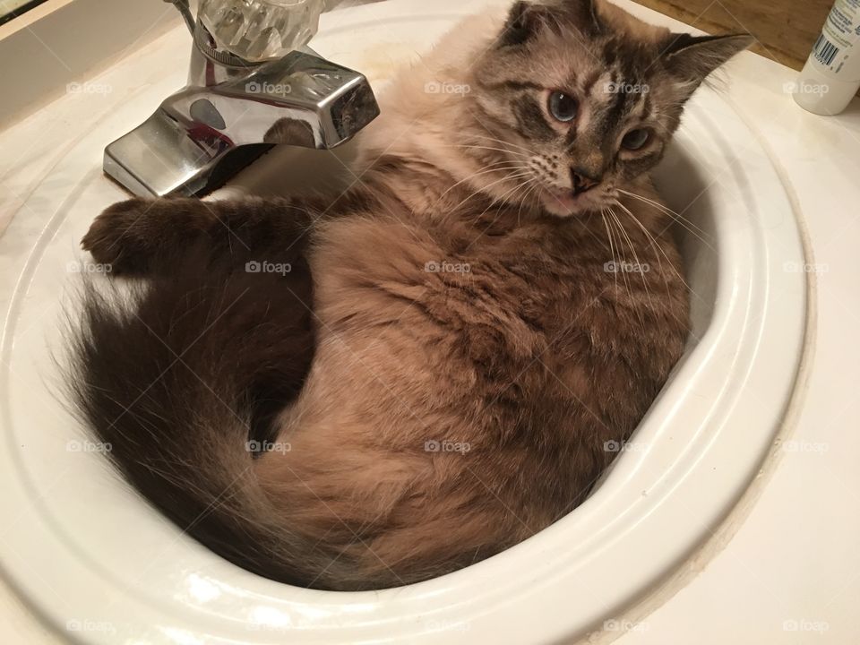 Cat in a sink
