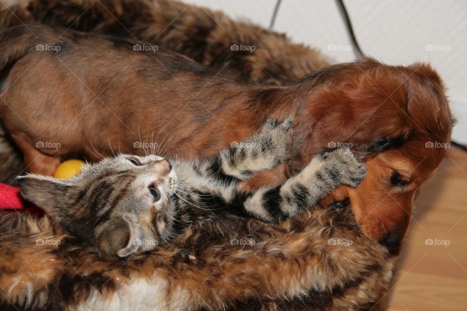 Little grey baby cat playing with the dashhund