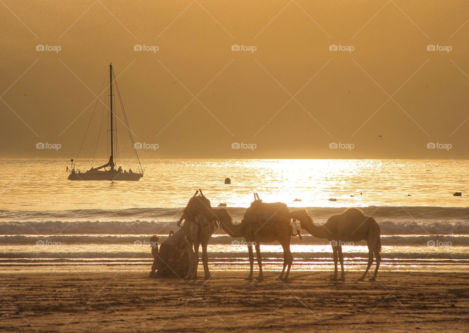 Camels on the beach. Camels resting on the beach at sunset, Essaouira, morocco 