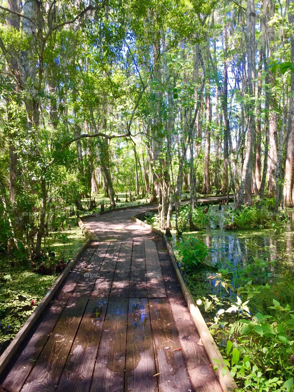 Bayou in New Orleans 