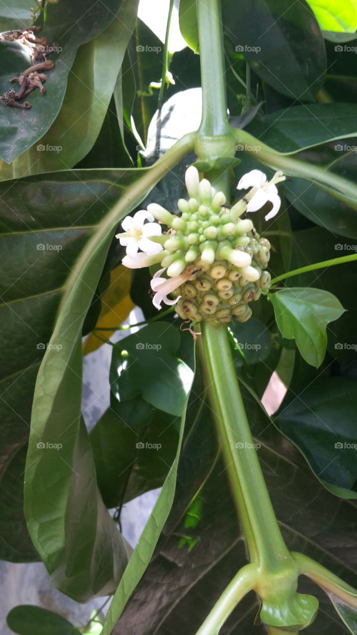 noni flowers and fruit
