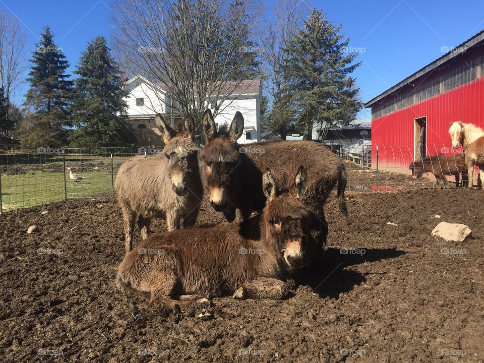 Mini donkey gang