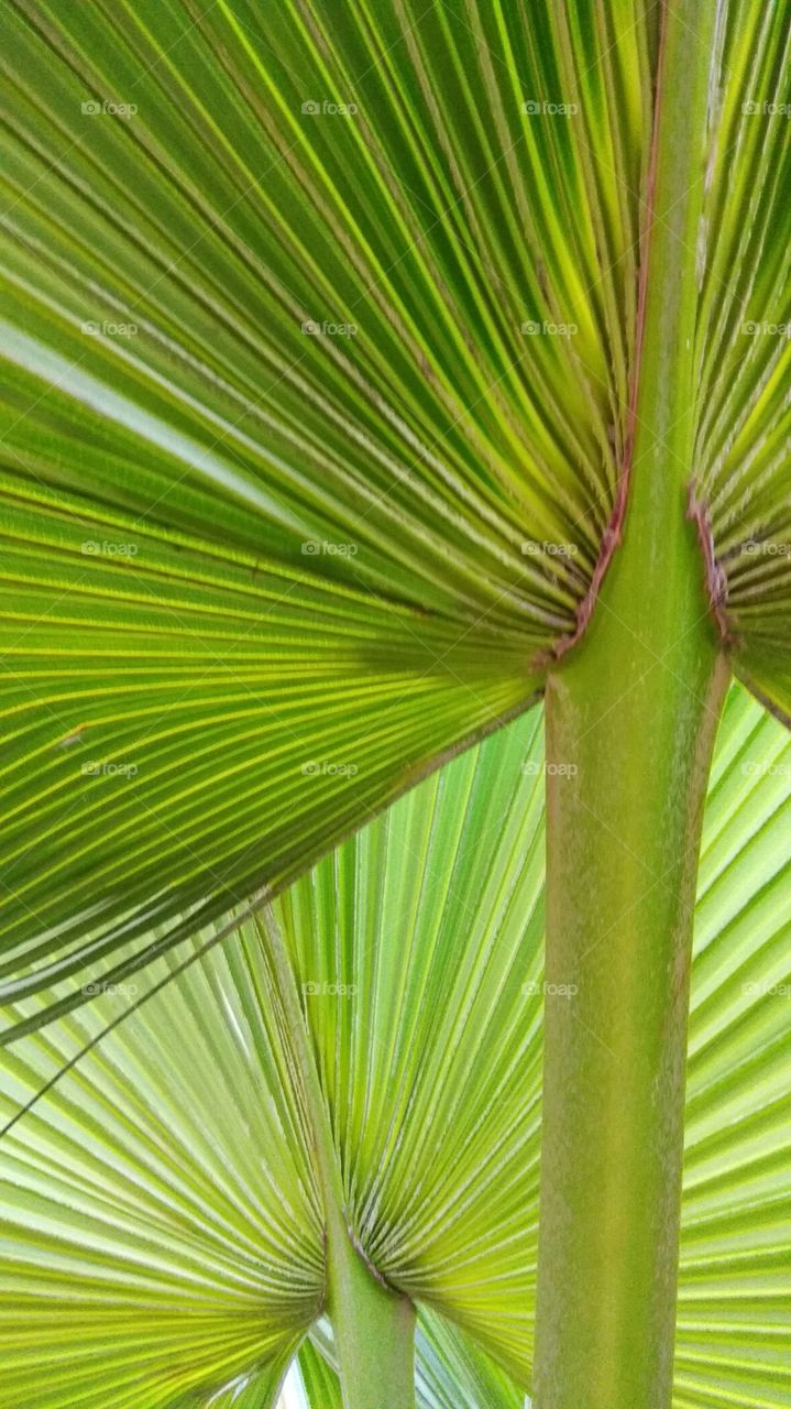 beautiful star palm leaves