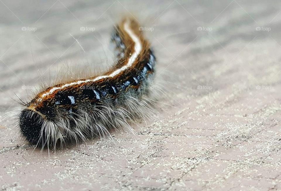 Hairy caterpillar