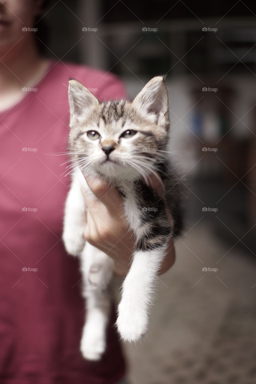 sleepy cat fall on hand