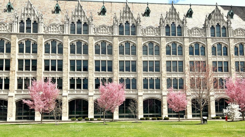 Row of pink color trees with old British architectural style glass windows building 