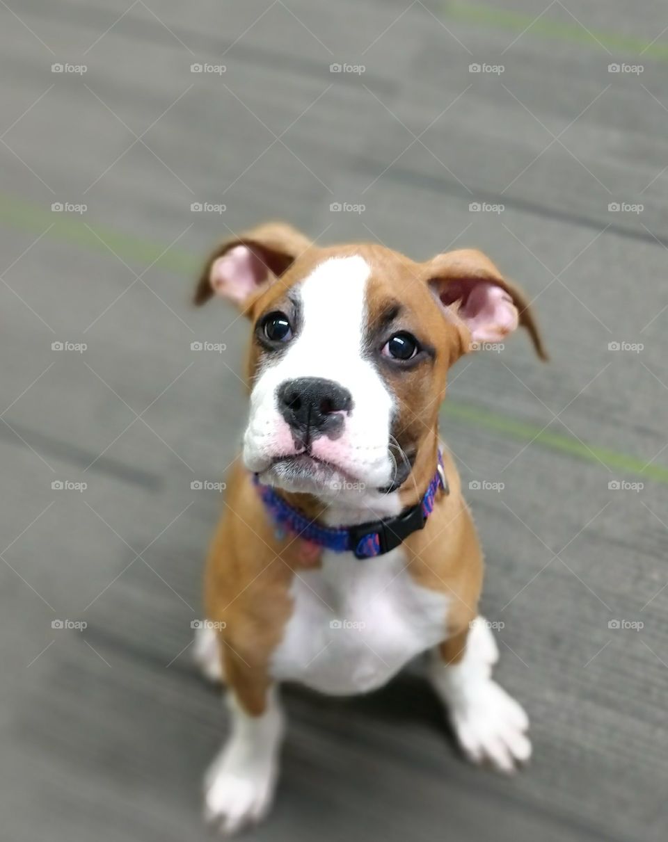 Cute puppy Boxer Terrier