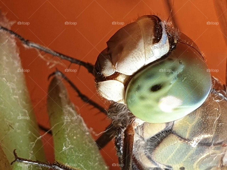 Insect#nature#face