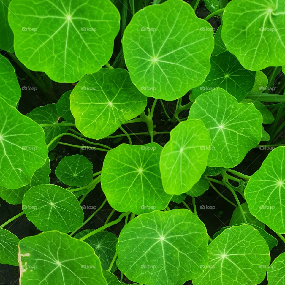 vegetable background of green leaves