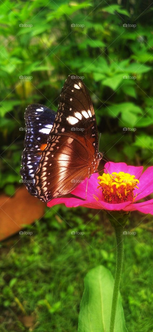 A beautiful butterfly is sucking nectar from a zinnia flower