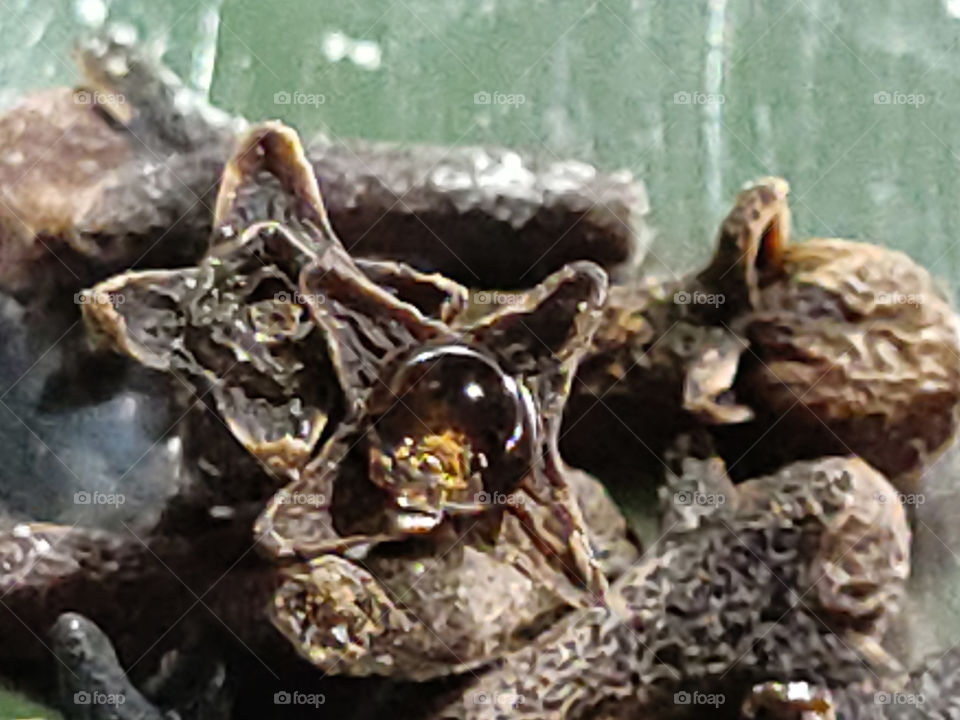 Beautiful closeup shot of a waterdrop reflection on the crown of the Clove. Cloves are the aromatic flower buds of a tree.
