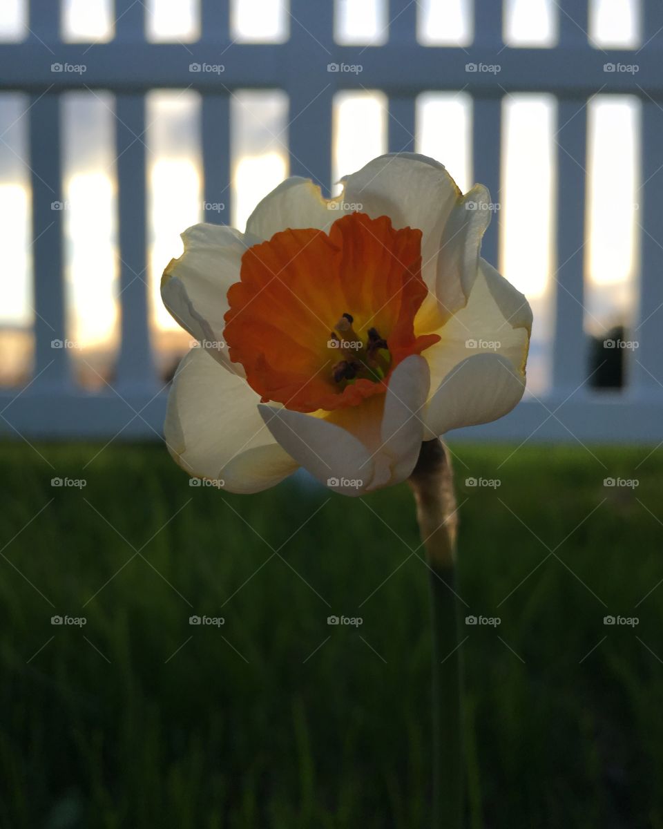 Daffidil's along a fence