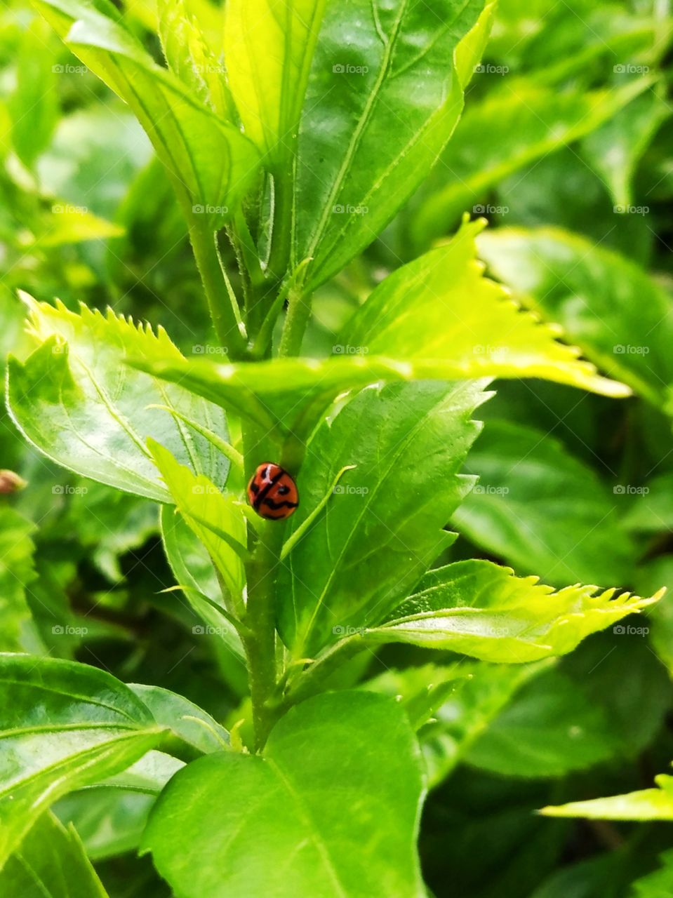 Ladybug.