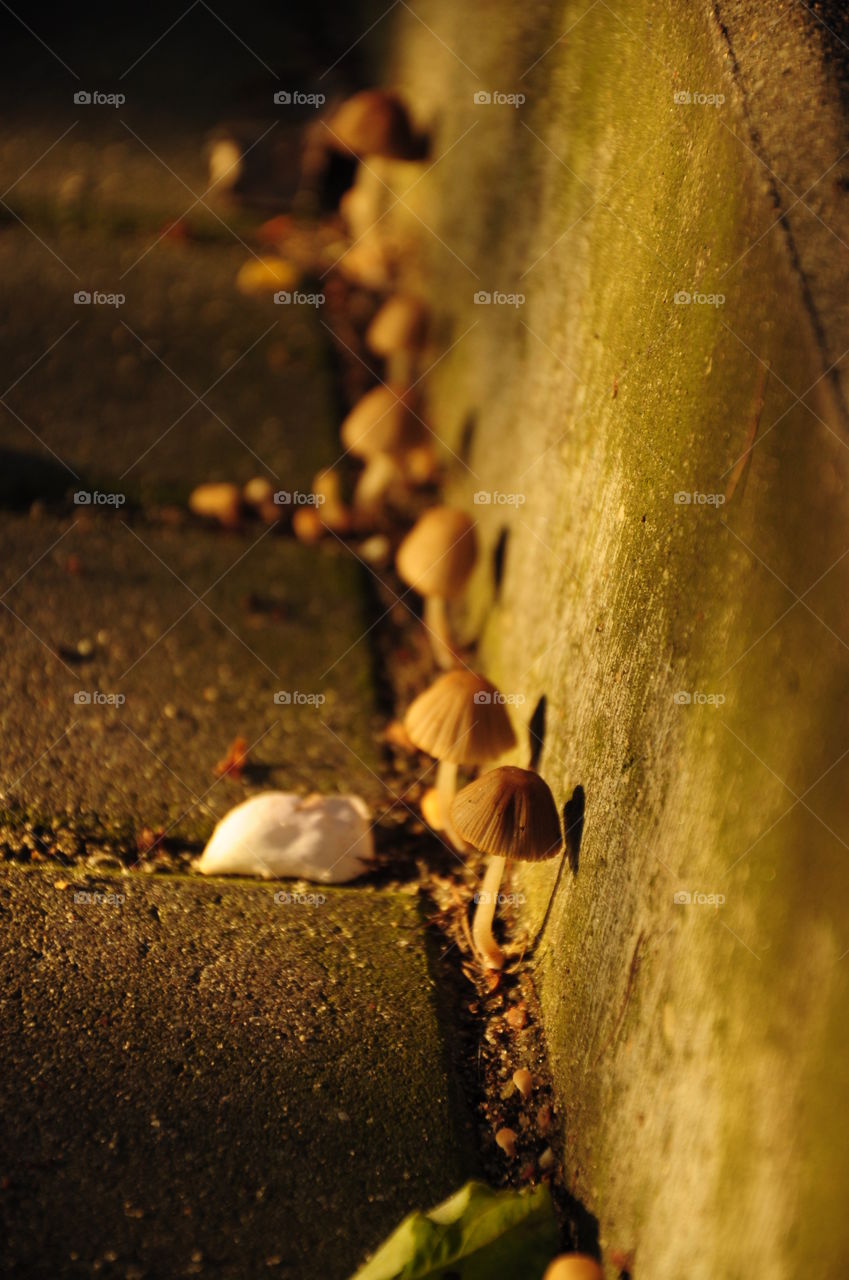 light and shadow of little wild mushrooms