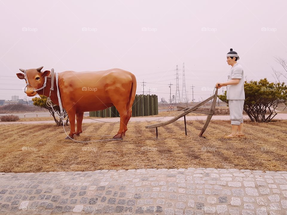 Traditional ploughing system of Korea.