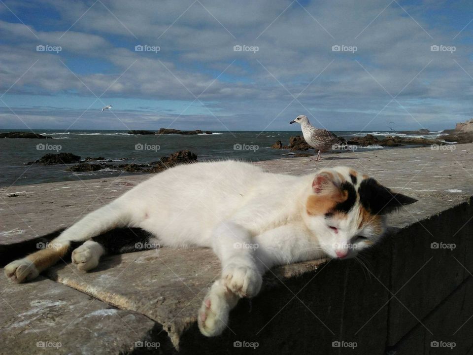 Beautiful cat looking at my camera.