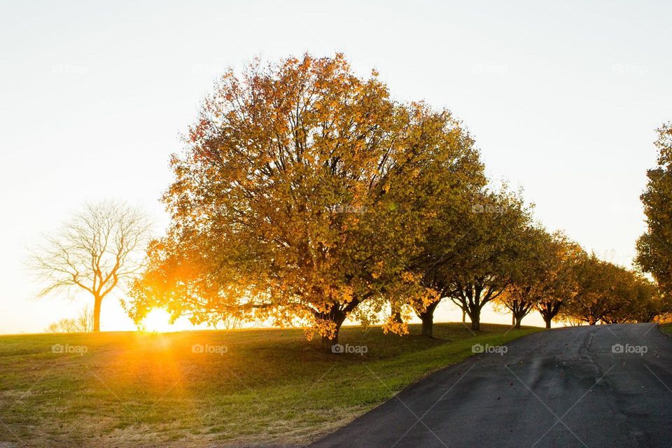 Sunset in the fall row of trees