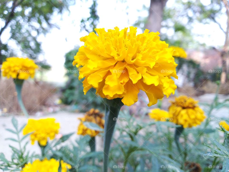 Marigold flowers genda phool nature