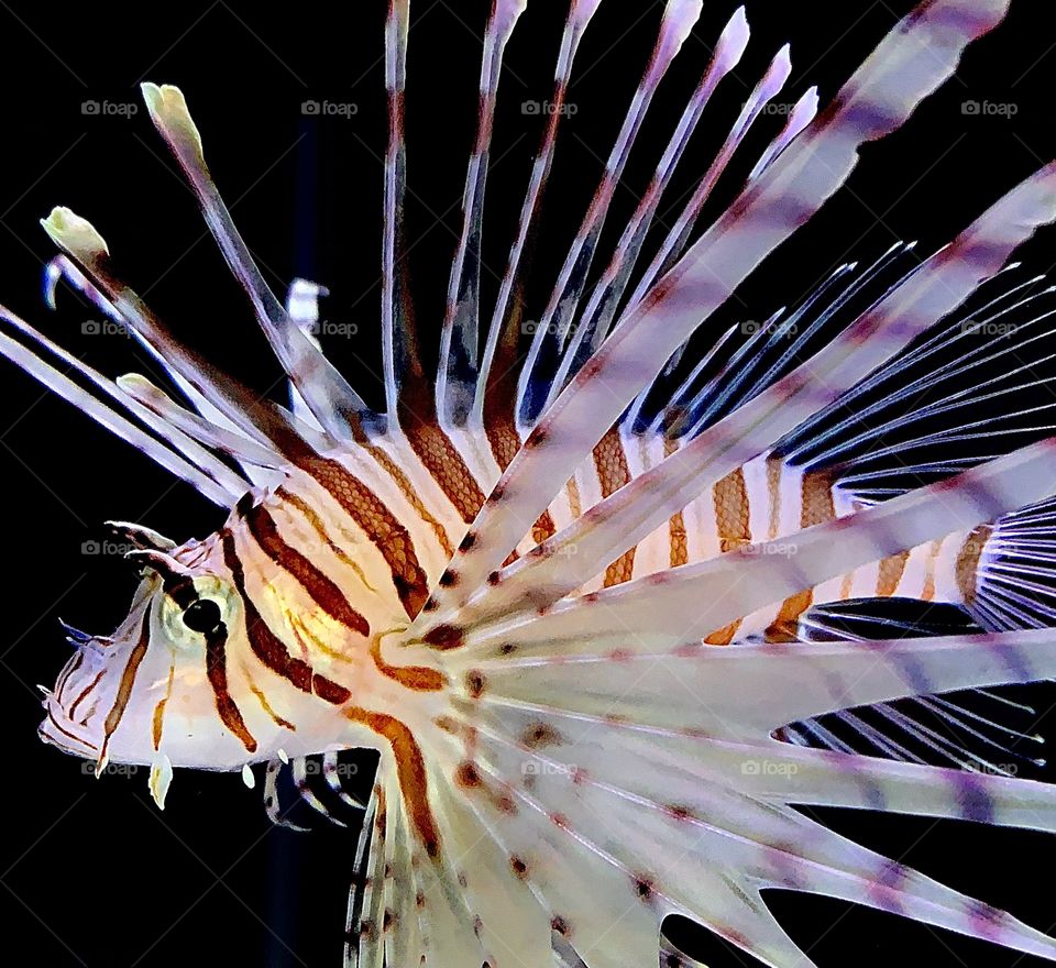 Closeup of a lion fish—taken in Hammond, Indiana 