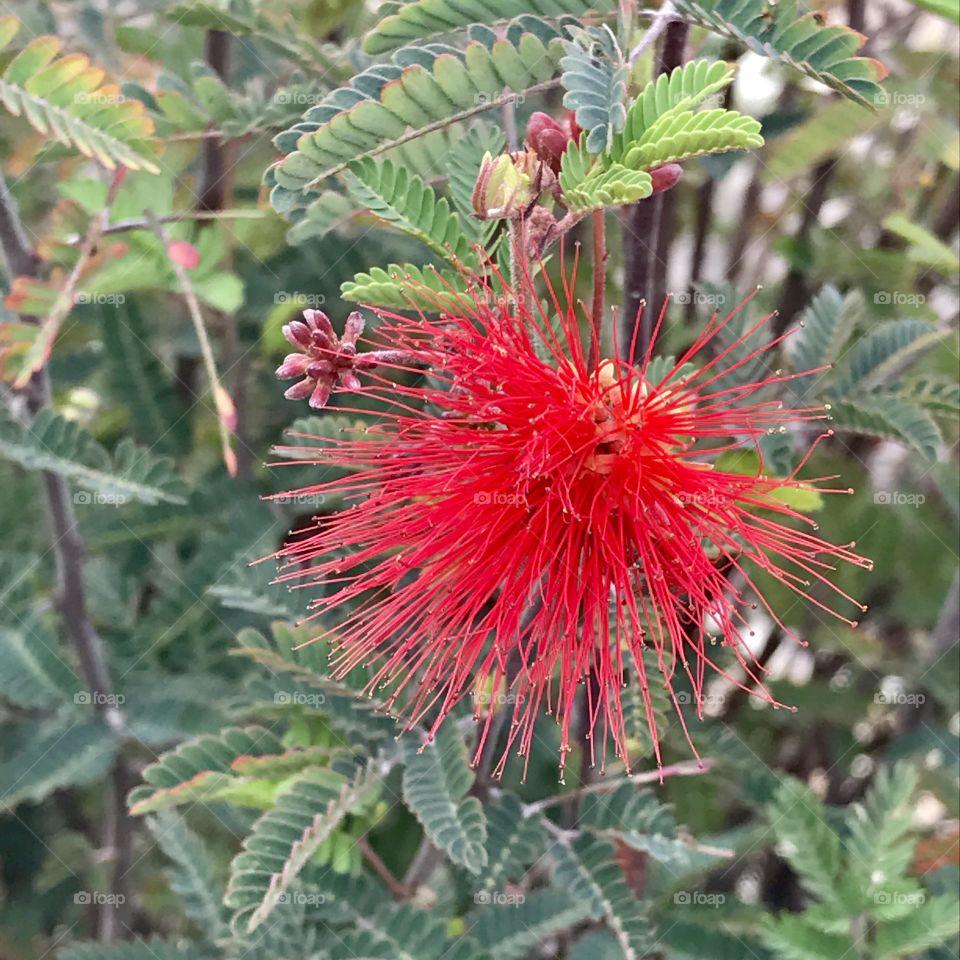 Single Red Bottle-Brush Flower