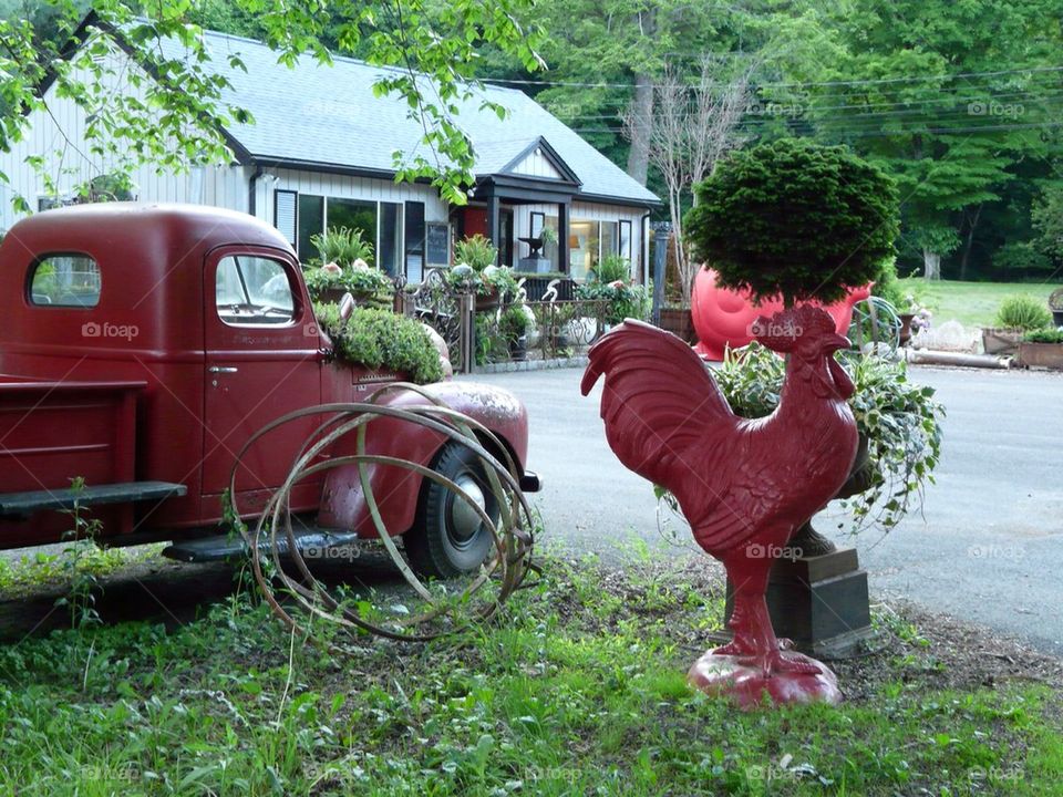 Red rooster